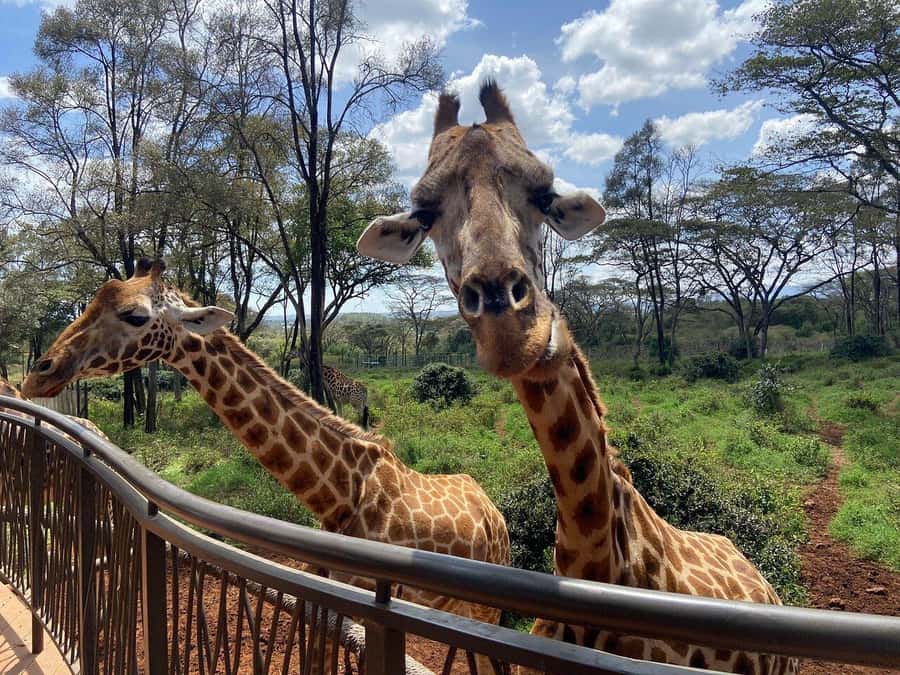 Nairobi National Park, Baby Elephant and Giraffe Centre Tour - The serious pickup warning