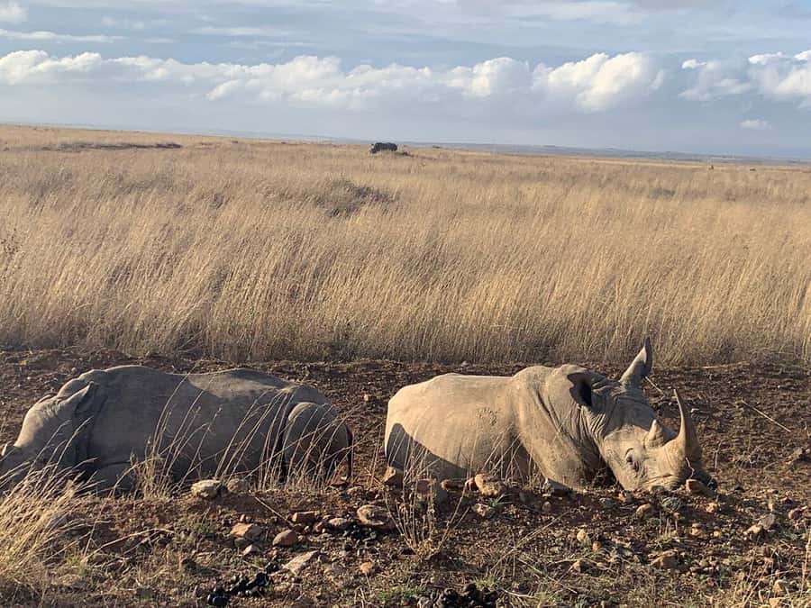 Nairobi National Park, Baby Elephant and Giraffe Centre Tour - Who will get the most from this day?
