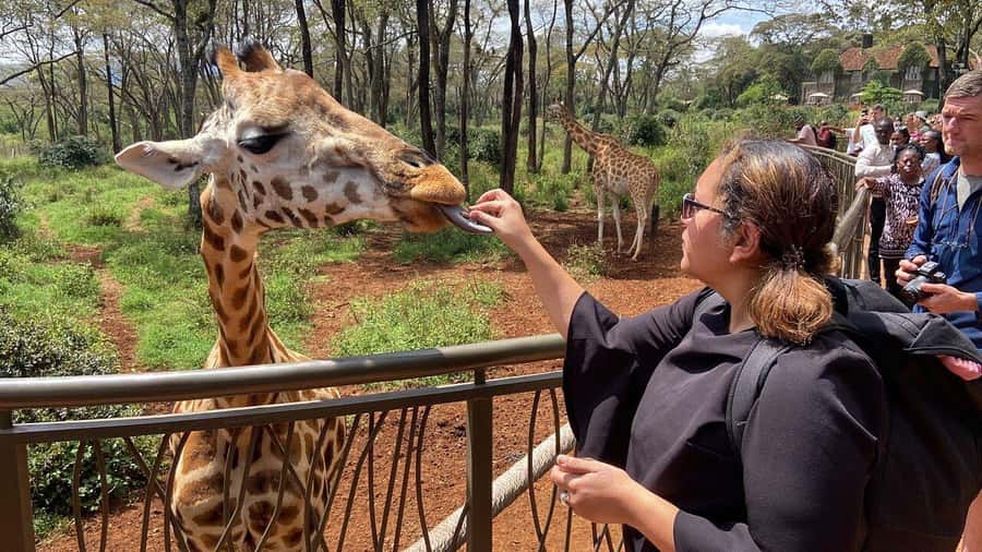 Nairobi National Park, Baby Elephant and Giraffe Centre Tour - What four hours on the game drive means