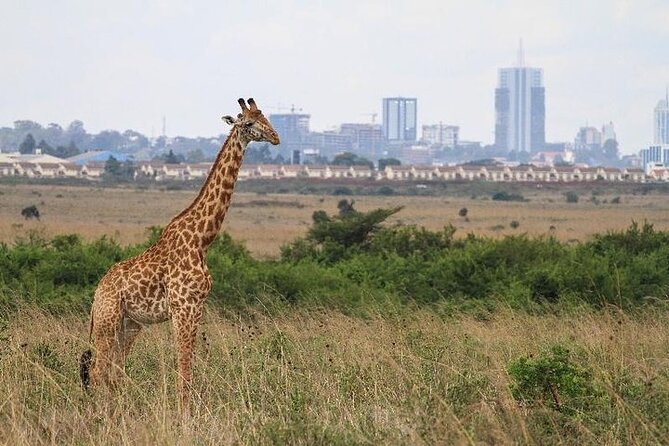 Nairobi: National park, baby Elephant, Giraffe center - Nairobi National Park with skyscrapers behind the acacias