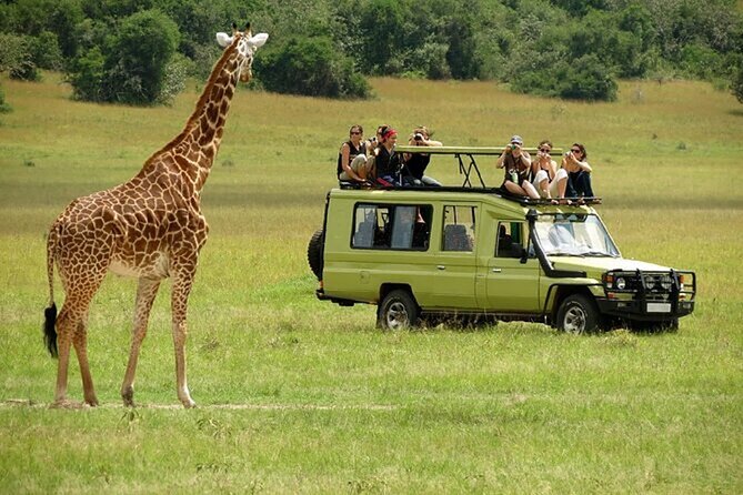 Nairobi: National park, baby Elephant, Giraffe center - Hand-feeding Rothschild giraffes at the Giraffe Centre