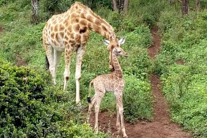 Nairobi: National park, baby Elephant, Giraffe center - Where does the Karen Blixen Museum fit?