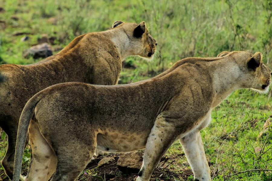 Nairobi: National Park, Baby Elephant & Giraffe Centre Tour - Key points to know before booking