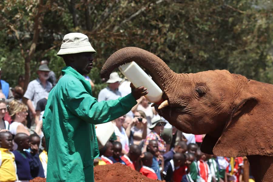 Nairobi: National Park, Baby Elephant & Giraffe Centre Tour - Why the Sheldrick Elephant Orphanage adds value