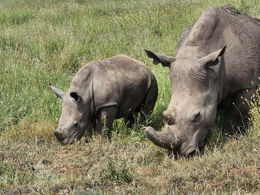 Nairobi: National Park, Baby Elephant & Giraffe Centre Tour - Lunch and the pace of a packed day