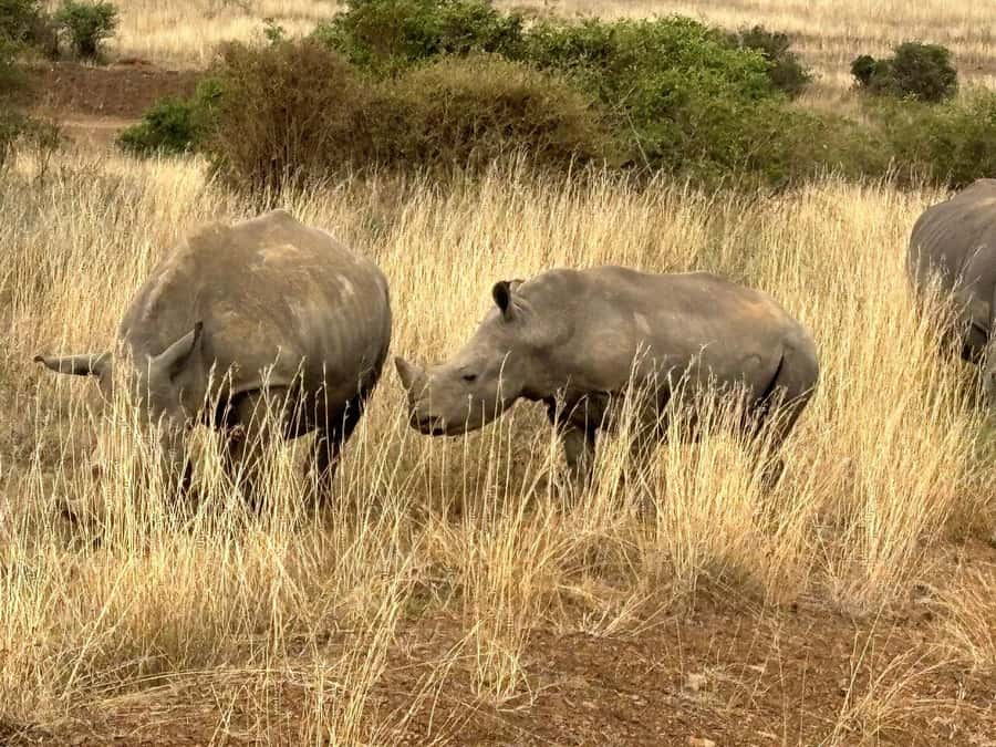 Nairobi: National Park, Baby Elephant & Giraffe Centre Tour - Guide quality can shape the whole outing