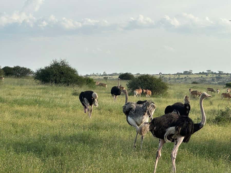 Nairobi: National Park, Baby Elephant & Giraffe Centre Tour - What the $54 price really buys