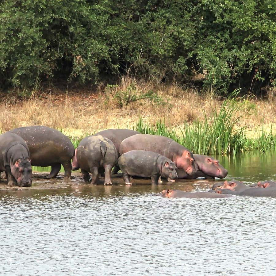 Nairobi: National Park, Baby Elephant & Giraffe Centre Tour - Who will get the most from this day