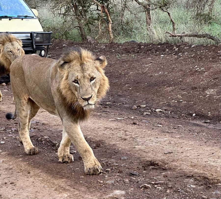 Nairobi: National Park, Baby Elephant & Giraffe Centre Tour - Booking checks that can save you trouble
