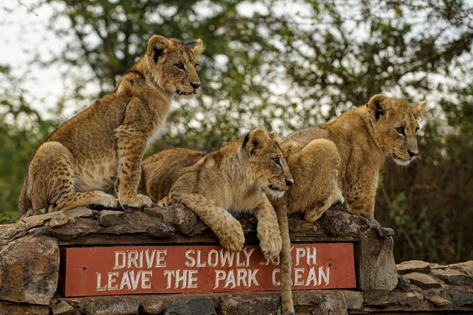 Nairobi National Park, Baby Elephant Orphanage and Giraffe Center - Nairobi National Park, a safari beside the capital
