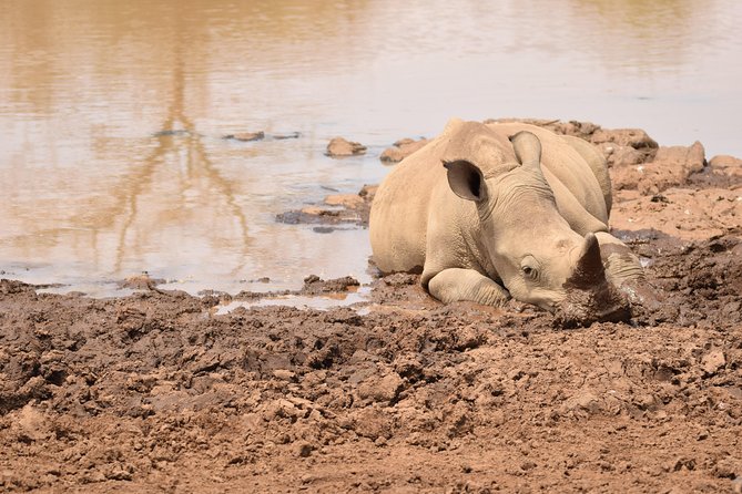 Nairobi National Park, Baby Elephant Orphanage and Giraffe Center - Kazuri Beads Factory and the final hour