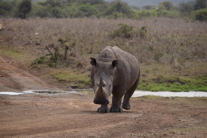 Nairobi National Park, Baby Elephant Orphanage and Giraffe Center - Should you book it?