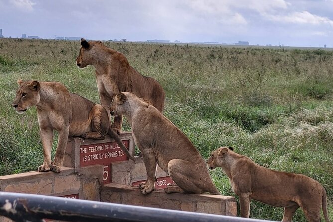 Nairobi National Park Daily Game drives. - The 4x4 ride and open-roof viewing
