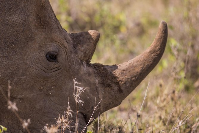 Nairobi National Park Day Tour - City towers, acacia bush, and strong photographs