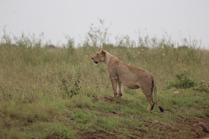 Nairobi National Park Day Tour - Walking trails, picnic spots, and campsites