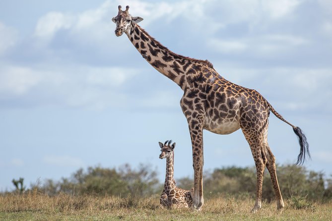 Nairobi National Park Day Tour - Private transport and the value of $170
