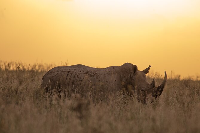 Nairobi National Park Day Tour - Who will enjoy this half-day safari