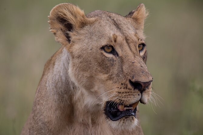Nairobi National Park Day Tour - What four hours inside the park can include