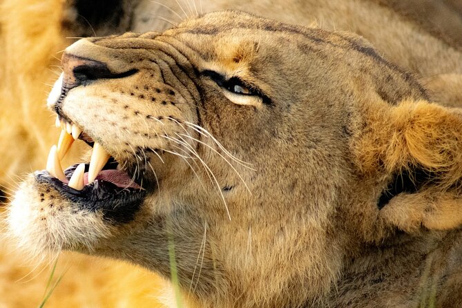 Nairobi: National Park Early Morning or Afternoon Game Drive - Nairobi National Park, safari country beside the city