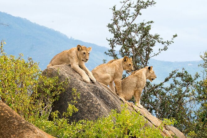 Nairobi: National Park Early Morning or Afternoon Game Drive - The observation deck and Nairobi views