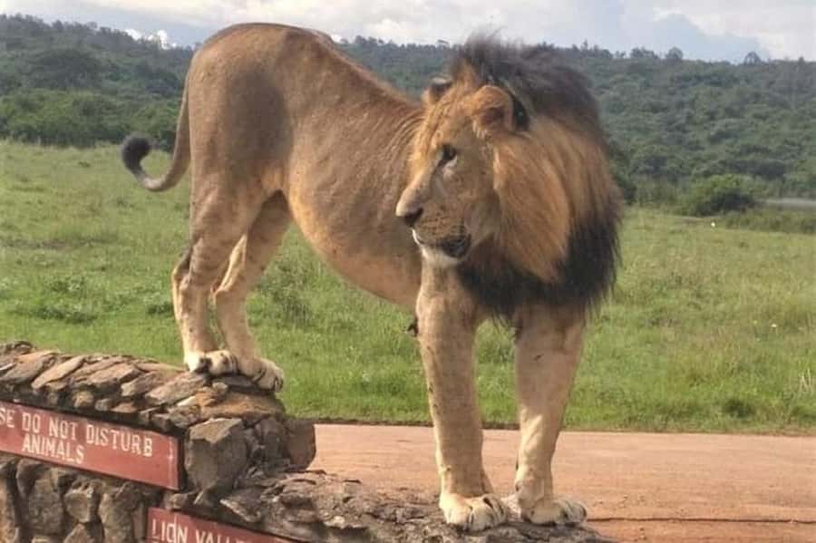 Nairobi: National Park Early Morning or Afternoon Game Drive - What the $30 price really means