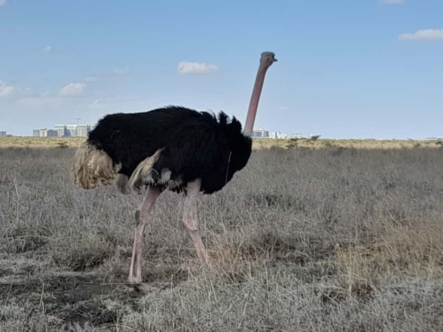 Nairobi: National Park Early Morning or Afternoon Game Drive - Early morning or afternoon: choosing your slot