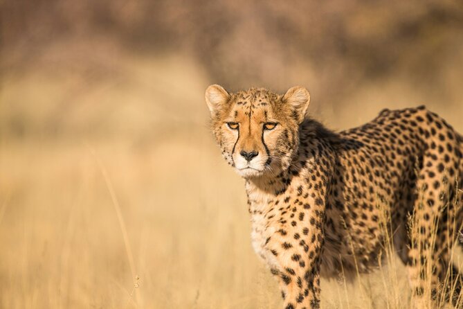 Nairobi: National Park Early Morning or Afternoon Game Drive - The pickup sets the tone for a short safari