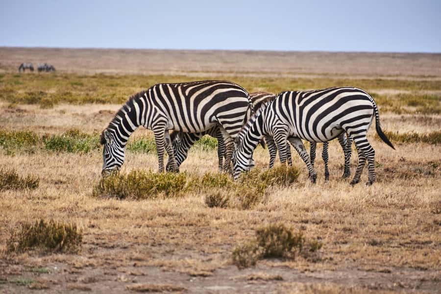 Nairobi: National Park Early Morning or Afternoon Tour - A Safari Where the Skyline Joins the Wildlife