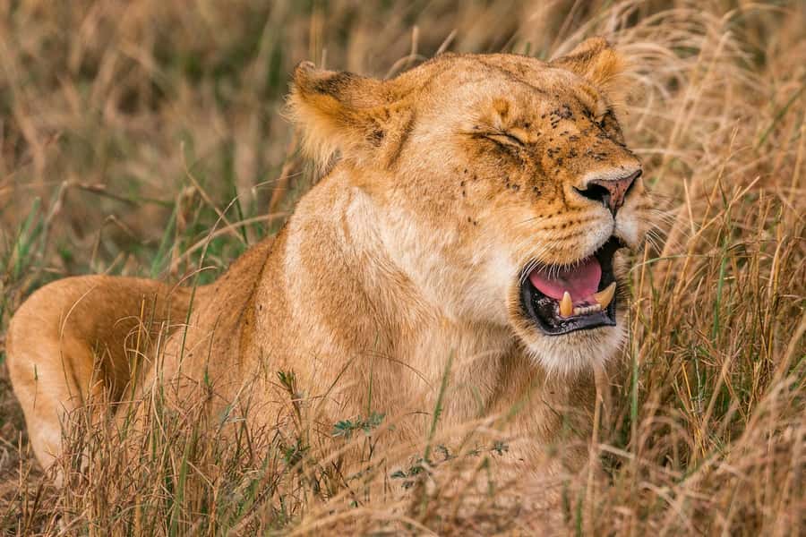 Nairobi: National Park Early Morning or Afternoon Tour - Pickup From Nairobi and the 30-Minute Drive