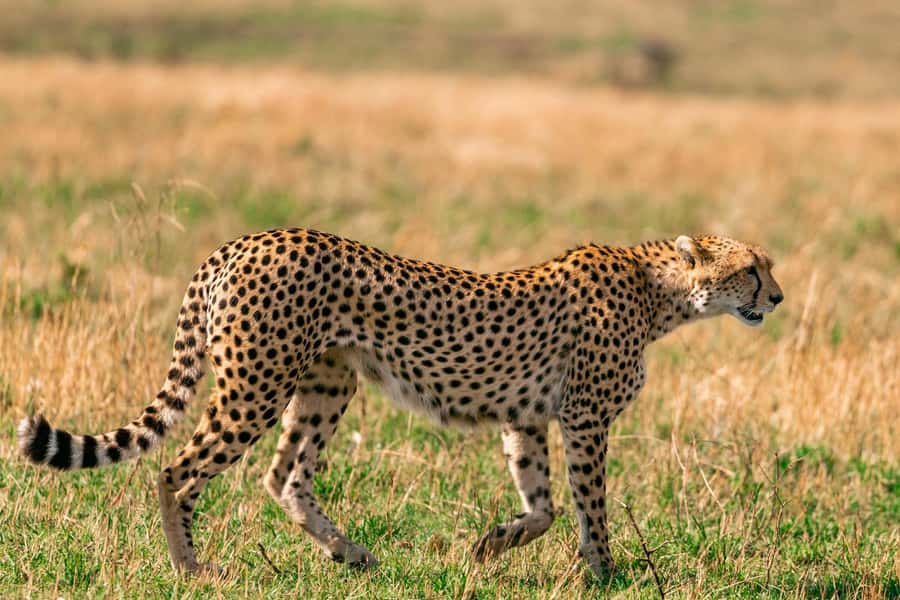 Nairobi: National Park Early Morning or Afternoon Tour - Early Morning or Afternoon: Choosing Your Time