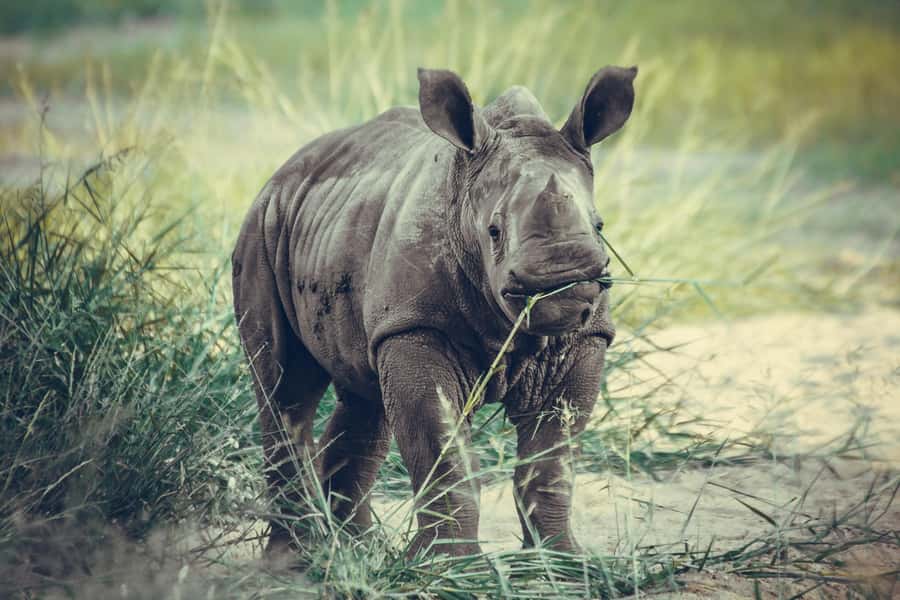 Nairobi: National Park Early Morning or Afternoon Tour - What the Small Group Limit Really Gives You