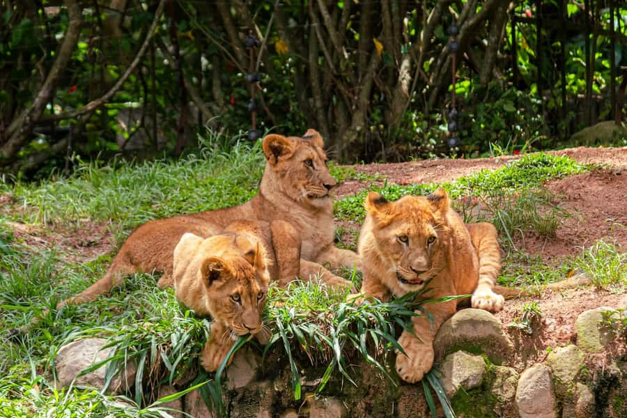 Nairobi: National Park Early Morning or Afternoon Tour - The Four-Hour Game Drive