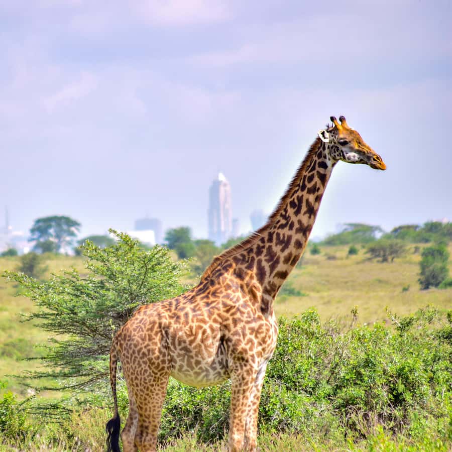 Nairobi National Park: & Elephant Orphanage 4X4 Jeep Tour - Key points to know before booking