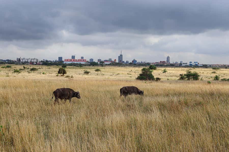 Nairobi National Park: & Elephant Orphanage 4X4 Jeep Tour - Who will enjoy this safari most