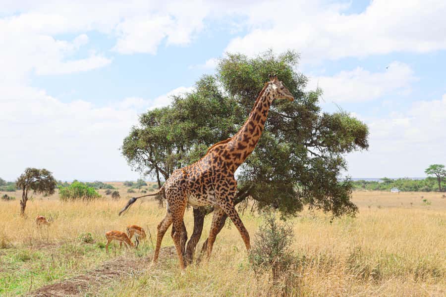 Nairobi National Park: & Elephant Orphanage 4X4 Jeep Tour - Why Nairobi National Park feels so unusual