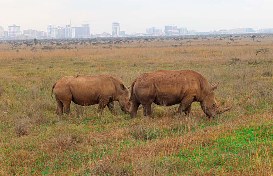 Nairobi National Park: & Elephant Orphanage 4X4 Jeep Tour - The open-roof Landcruiser is the right vehicle