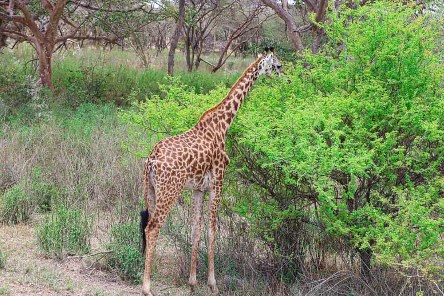 Nairobi National Park: & Elephant Orphanage 4X4 Jeep Tour - Four hours of wildlife viewing, with room for surprises