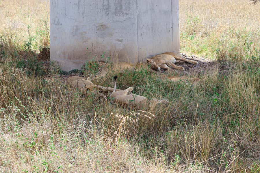 Nairobi National Park: & Elephant Orphanage 4X4 Jeep Tour - How the Elephant Orphanage fits into the plan