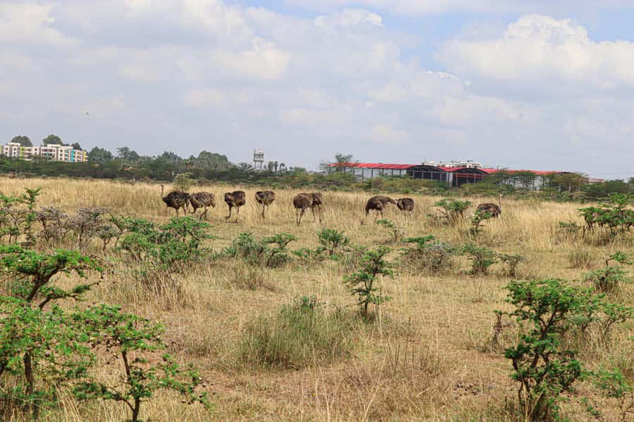 Nairobi National Park: & Elephant Orphanage 4X4 Jeep Tour - What the $130 price really covers