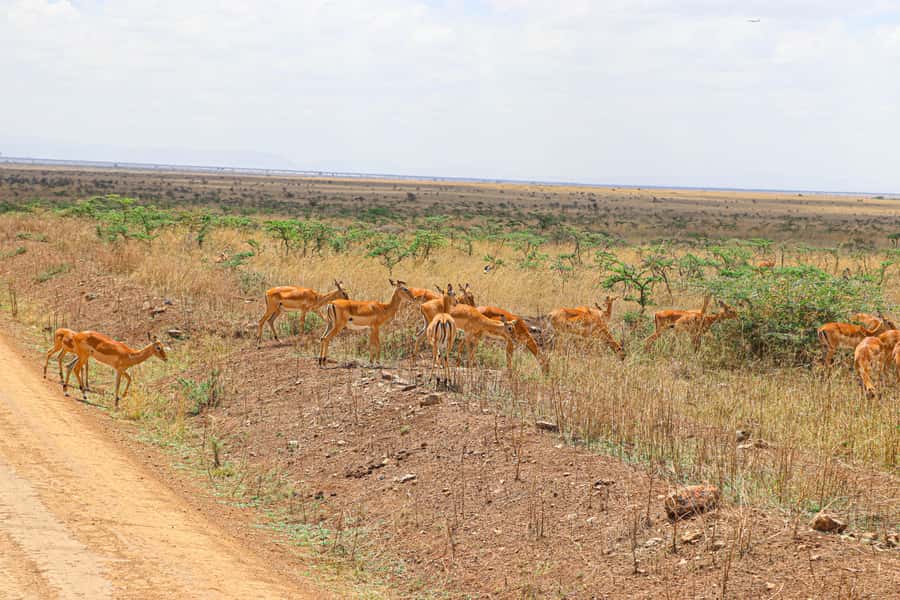 Nairobi National Park: & Elephant Orphanage 4X4 Jeep Tour - A 6 a.m. pickup gets the day moving