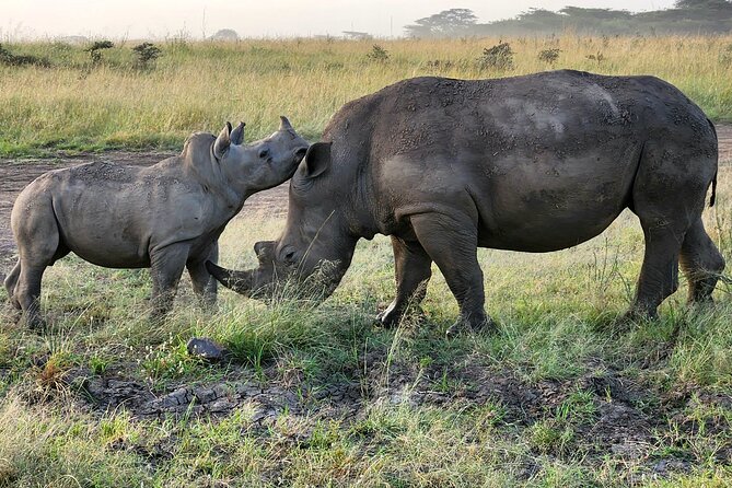 Nairobi National Park, Elephant Orphanage and Giraffe Center Tour - Transport, timing, and what the $85 covers
