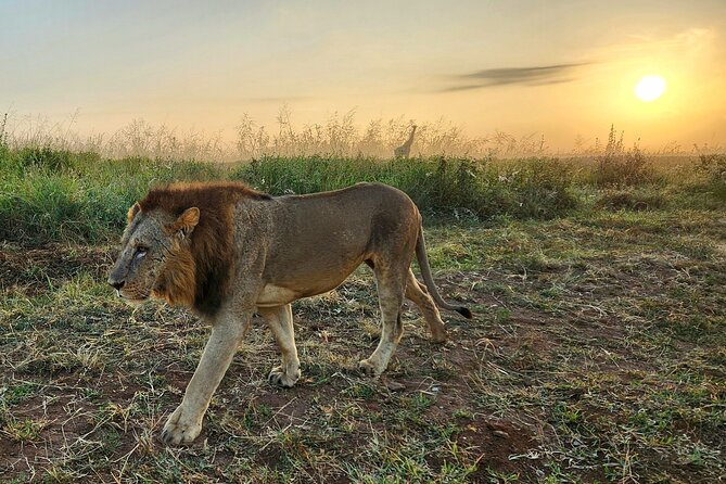 Nairobi National Park, Elephant Orphanage and Giraffe Center Tour - Who will get the most from this Nairobi day