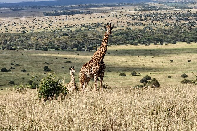 Nairobi national park Elephant orphanage and giraffe center tour. - Feeding giraffes from the raised platform