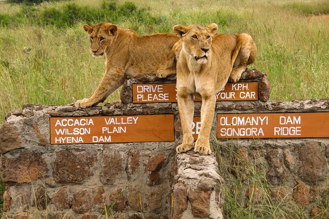 Nairobi National Park, Elephant Orphanage and Giraffe Centre - Nairobi National Park, safari with skyscrapers nearby