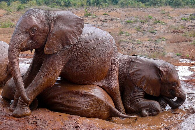 Nairobi National Park, Elephant Orphanage and Giraffe Centre - Kazuri Beads Factory, a worthwhile optional-feeling stop