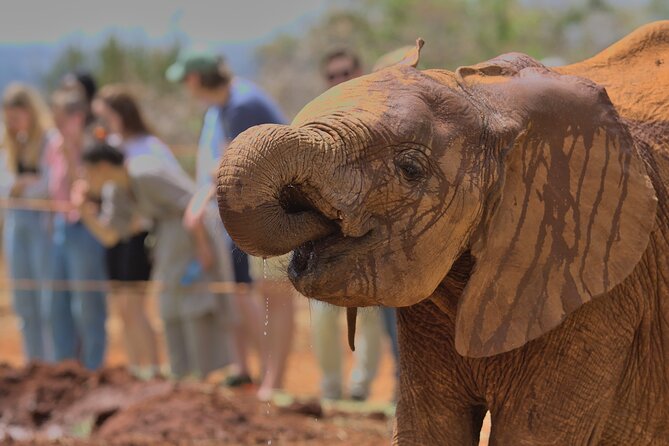 Nairobi National Park, Elephant Orphanage and Giraffe Centre - Lunch at a local restaurant