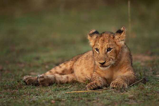 Nairobi National Park, Elephant Orphanage and Giraffe Centre - What the $40 tour price really covers