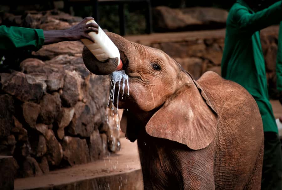 Nairobi National Park, Elephant Orphanage and Giraffe Centre - Who will enjoy this Nairobi wildlife day