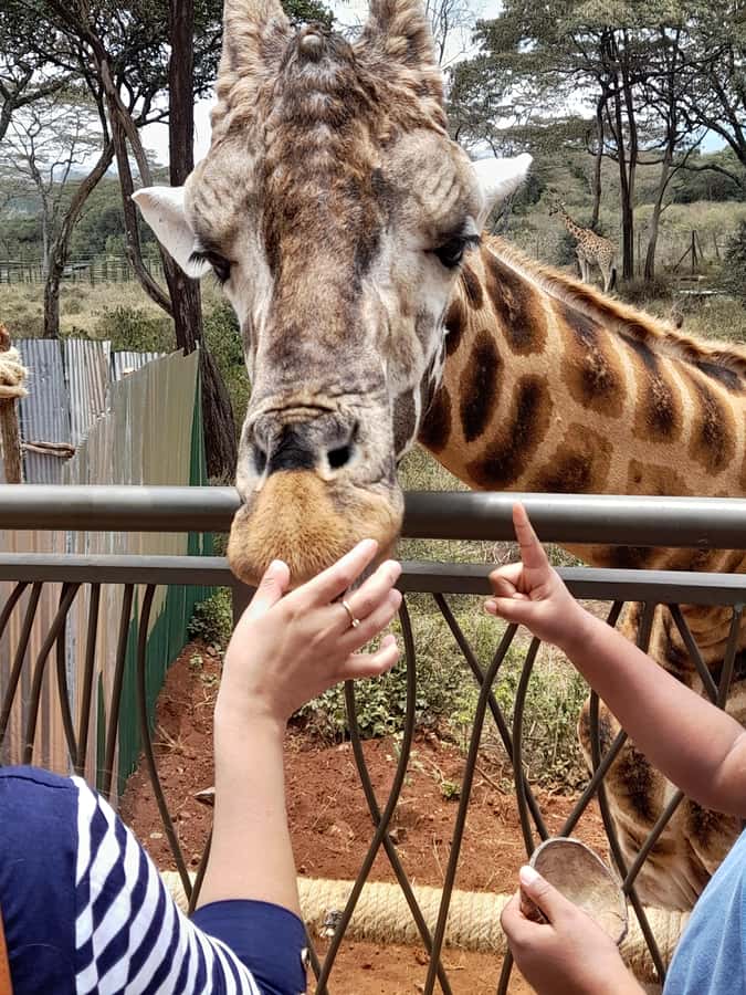 Nairobi: National Park, Elephant Orphanage, and Giraffe Tour - FAQ