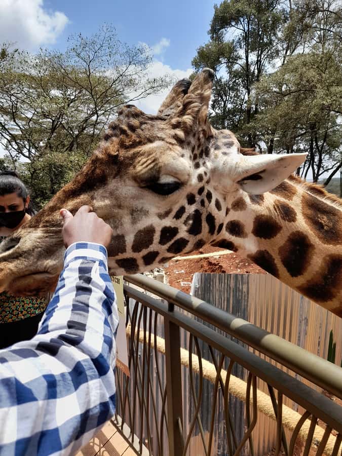 Nairobi: National Park, Elephant Orphanage, and Giraffe Tour - Elephant care at the David Sheldrick Wildlife Trust